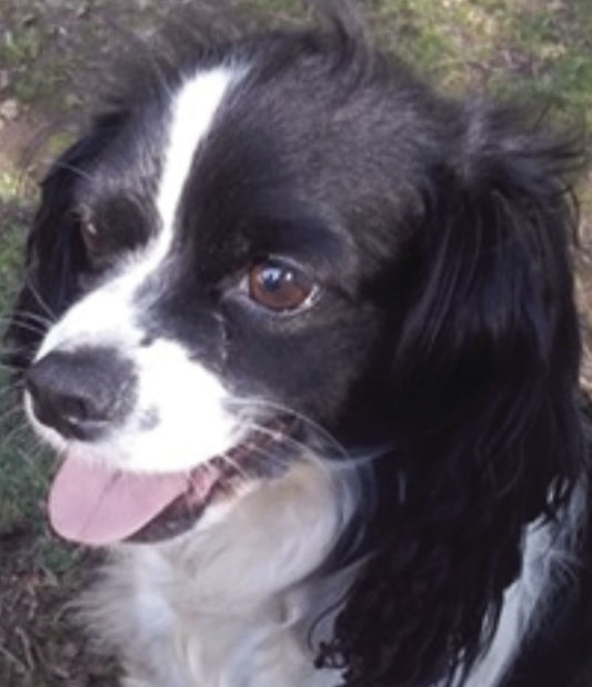 Pets of the Week: Taylor